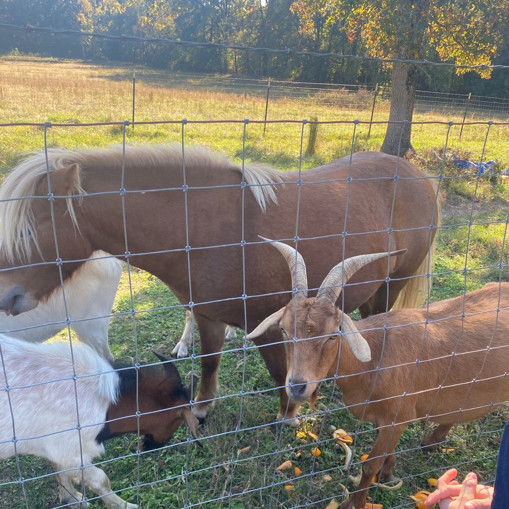 GOAT! 💕🐐 - Picture 11 of 12